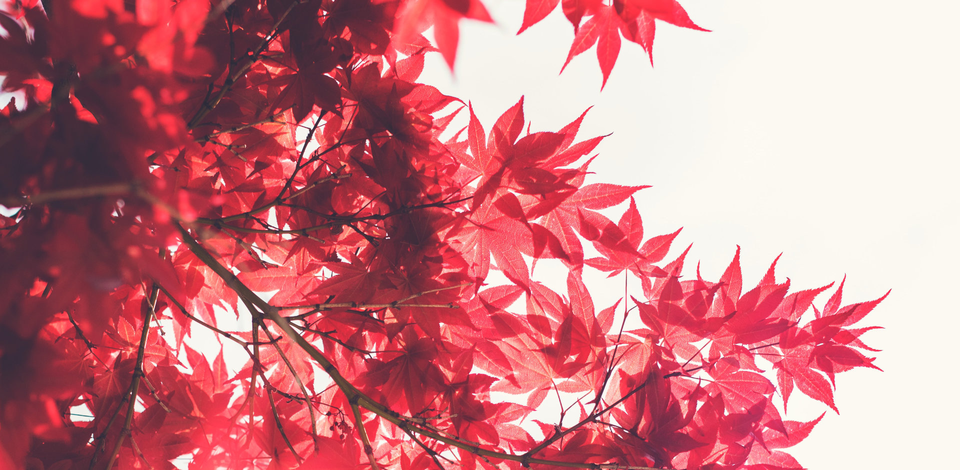 Kurs Gesund mit japanischer Energie, 1 Tag, Start am 06.10.2026, auch online